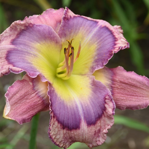Royal Rebel is an early mauve pink daylily from Sterrett Gardens withlarge grape patterned eye and small grape ruffled edge