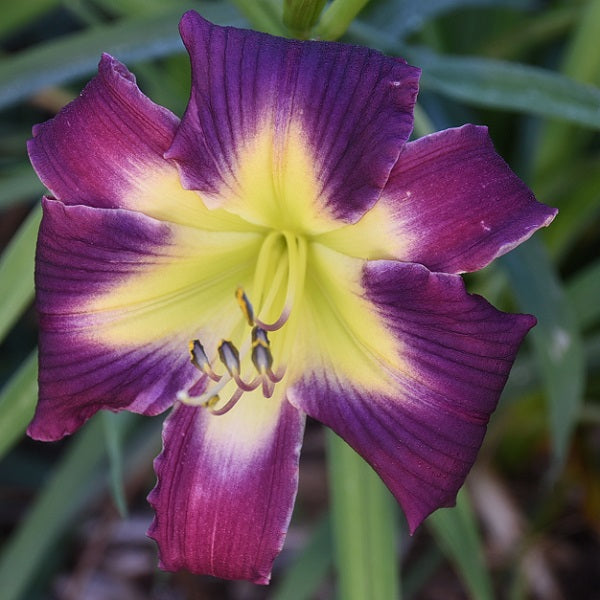 Saturdays Are For the Boys is a mideason dark plum purple daylily from Sterrett Gardens with veining on petals, radiating chartreuse GT