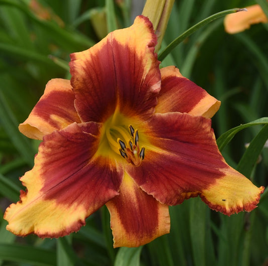 Snarl is a light yellow  daylily from Sterrett Gardens with a large red eye, toothy red edge, yellow GT, F