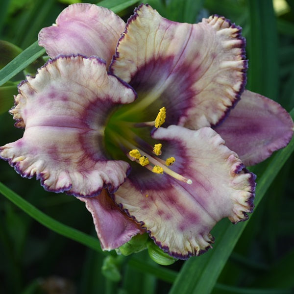 Spacecoast Forbidden Friends is an early cream yellow daylily from Sterrett Gardens with very GT, blue,violet, purple, pink, maroon and magenta eye