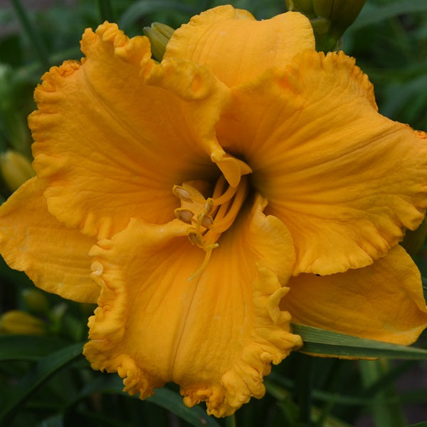 Spacecoast Gold Doubloon is an early midseason large cheddar cheese self daylily from Sterrett Gardens with tiny GT and ruffles
