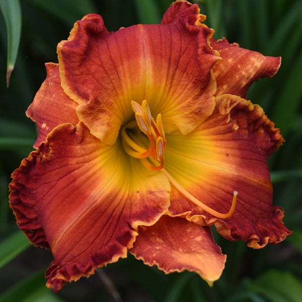 Spacecoast Marmalade Tiger