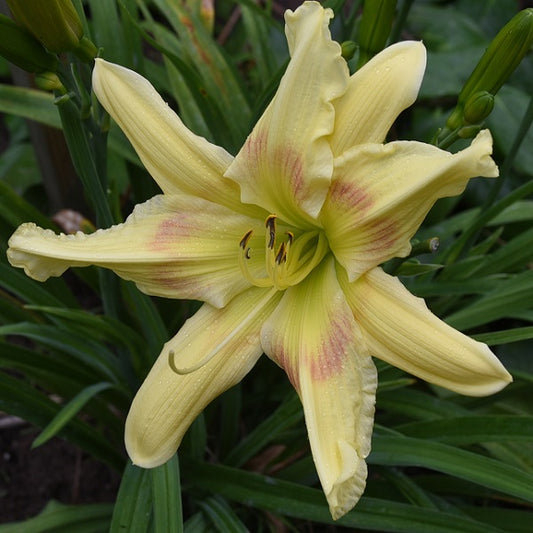 Star Poly is an early cream daylily from Sterrett Gardens with light rose eye, GT, polymerous (95%), HM2013