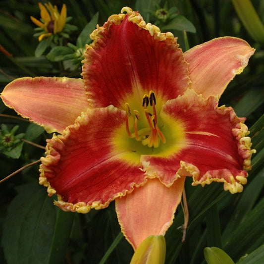 Startle is a late pink daylily from Sterrett Gardens with yellow edge and GT
