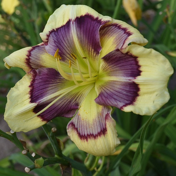 Summertime Sunrise is a midseason, pale yellow daylily from Sterrett Gardens with extended multipatterned eye, radiating GT