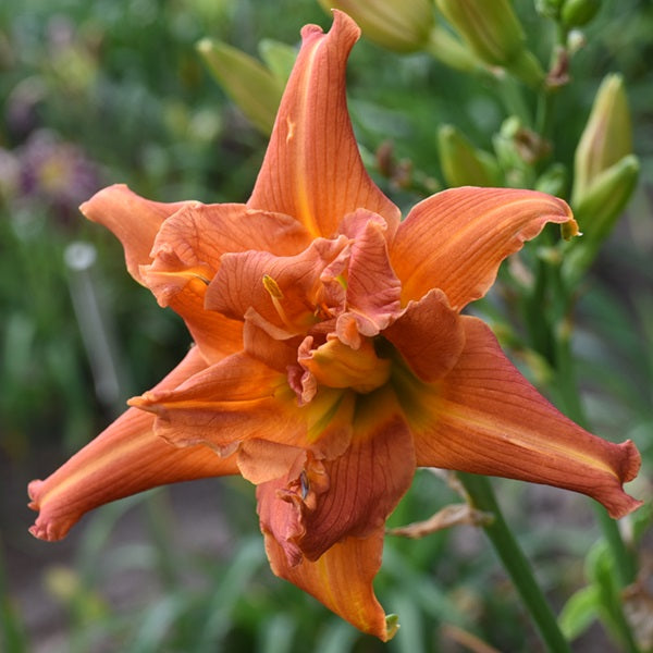 Tangerine Twirl Cupcake is an early midseason tangerine carroty blend daylily from Sterrett Gardens with GT, fragrant