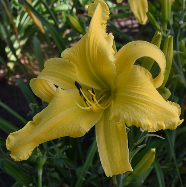 Tessa and Mom Gardening is a midseason golden yellow daylily from Sterrett Gardens with GT, lighter edge on petals