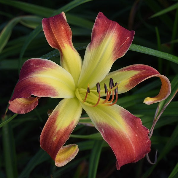 The Blood Is the Life