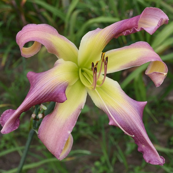 Tiptunya is a midseason soft lilac daylily from Sterrett Gardens with big watermark, unusual form (Crispate-Cascade)