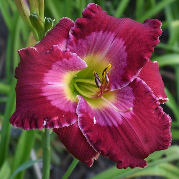 Tropical Tease is an early midseason daylily from Sterrett Gardens with pink watermark and deep GT