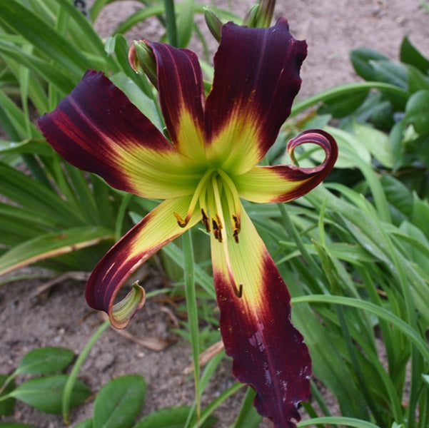 Ultimate Spider-Man is a dark red daylily from Sterrett Gardens with darker eye, FT, F, unusual form(Crispate-Cascade), DB(98%)