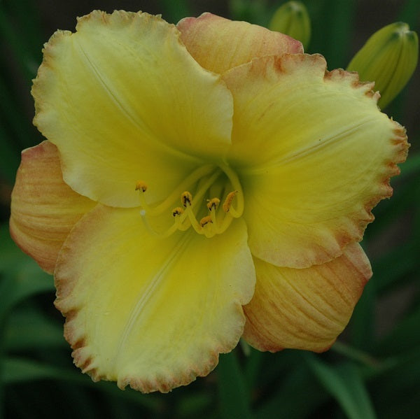 Unique Style is a yellow daylily from Sterrett Gardens edged rose amber and greenish yellow bicolor, GT, F