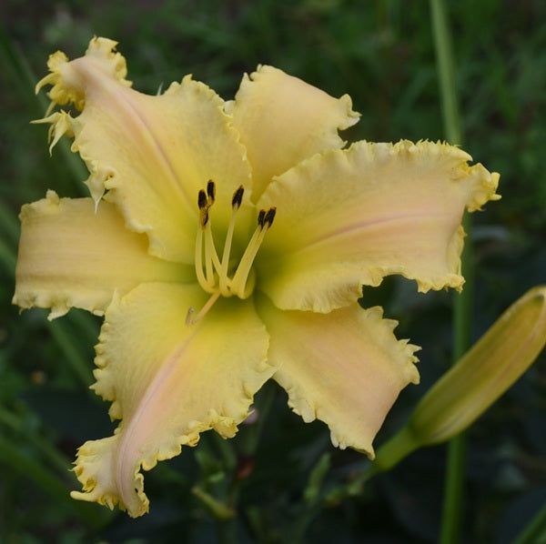 vampire lily flower Vampire Lady – Sterrett Gardens