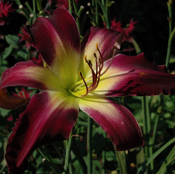 Velvet Web is a purple white daylily from Sterrett Gardens with a darker eye, unusual form (Crispate), GT