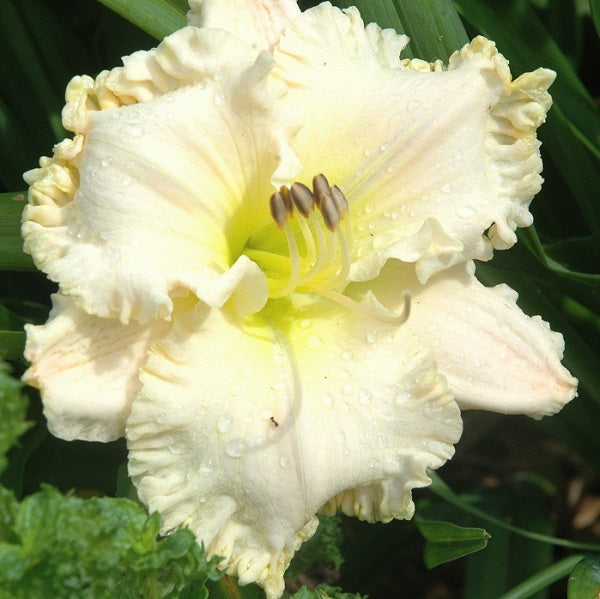Voila Francois is an antique white daylily from Sterrett Gardens with a GT