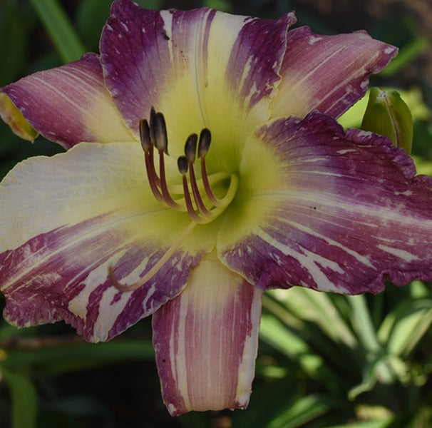 Wacky Wednesday is a purple daylily from Sterrett Gardens with a chartreuse GT