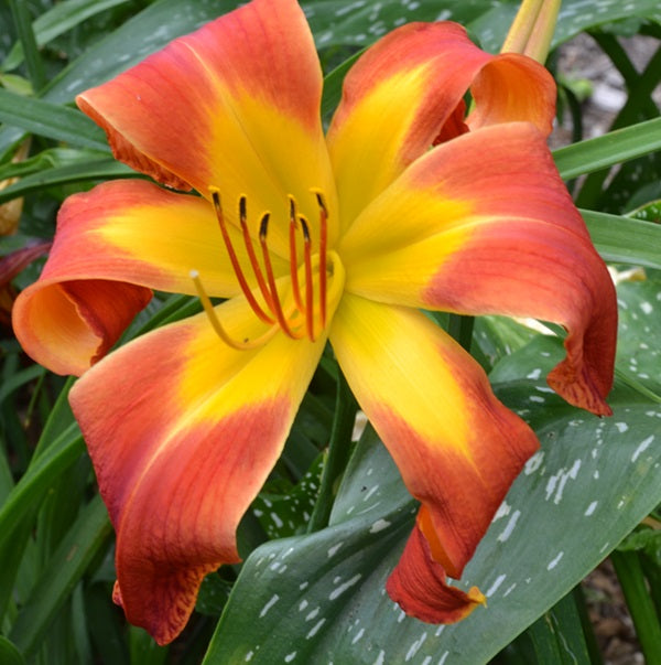 What's Up Down South is a cadmium orange polychrome daylily from Sterrett Gardens with a GT, UF