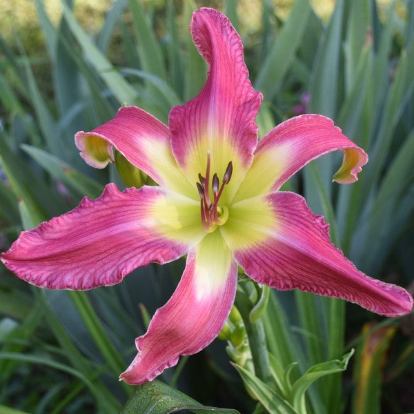 Wizard of Galloway is a hot pink daylily from Sterrett Gardens that is an unusual form (Cascade-Crispate)