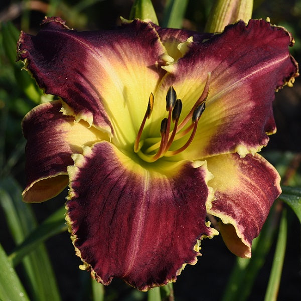 Wolf in Sheeps Clothing is a wine purple daylily from Sterrett Gardens with white yellow teeth, silver purple watermark, GT, F