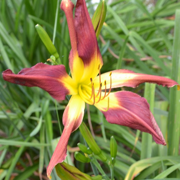 A.W.Shucks daylily red purple petals from Sterrett Gardens
