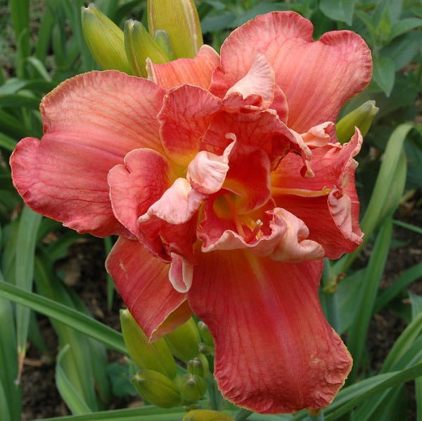 A Legacy of Joy daylily with rosy red self, yellow GT, Db(95%), EV from Sterrett Gardens