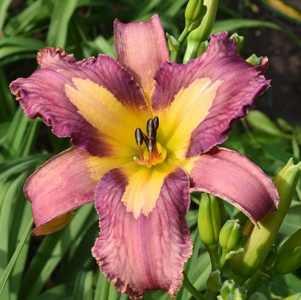 Alien DNA a lavender raspberry bi-tone daylily with dark veins, appliqued green throat from Sterrett Gardens