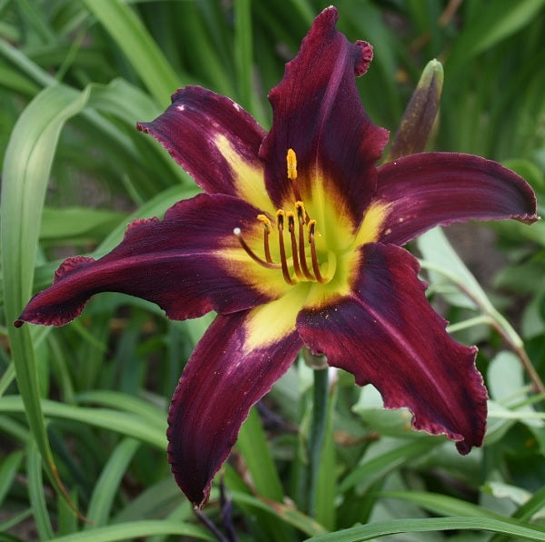 Alien Starfish maroon red daylily from Sterrett Garden, with broken pattern darker eye, fragrant.