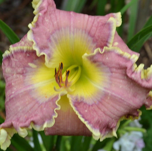 All Things to All Men a dark pink lavender daylily from Sterrett Gardens with etched gray lavender eye, double lavender/ivory edge, yellow GT, buds=33, SEV, HM 2016