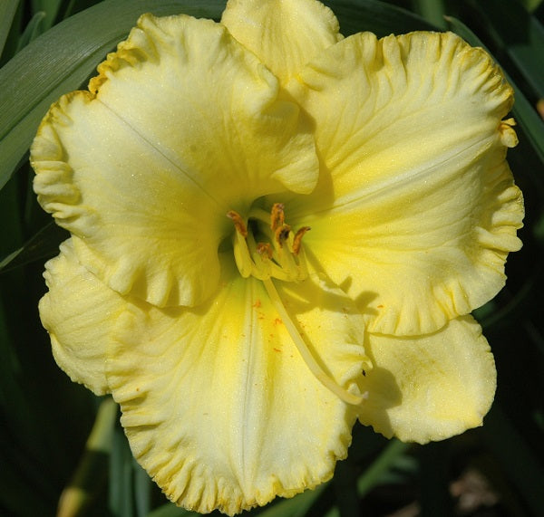 American Flyer is an extra early, short, true yellow daylily from Sterrett Gardens