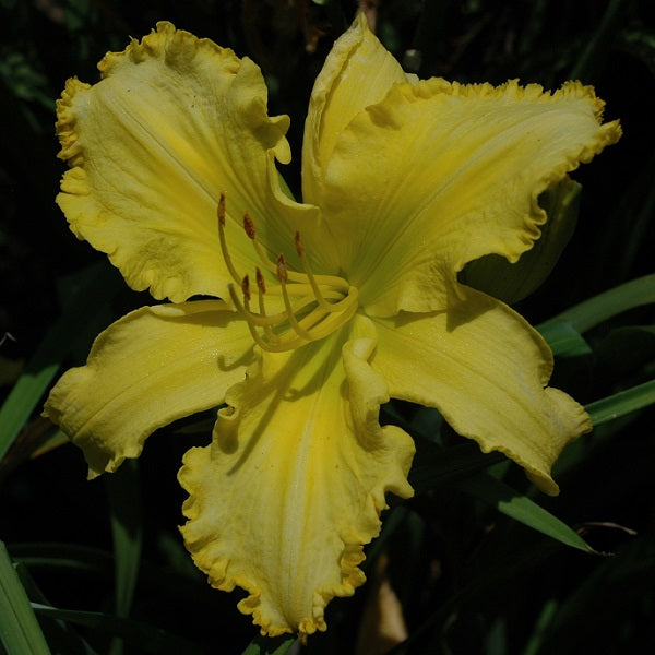 Andy Warhol's Hair from Sterrett Gardens is an unusual form (Cascade) yellow daylily