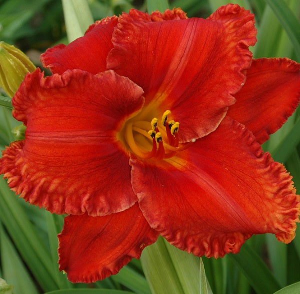 Apache War Dance a scarlet red daylily from Sterrett Gardens that is mid-late, with darker eye, awarded Achievement of Merit 2015