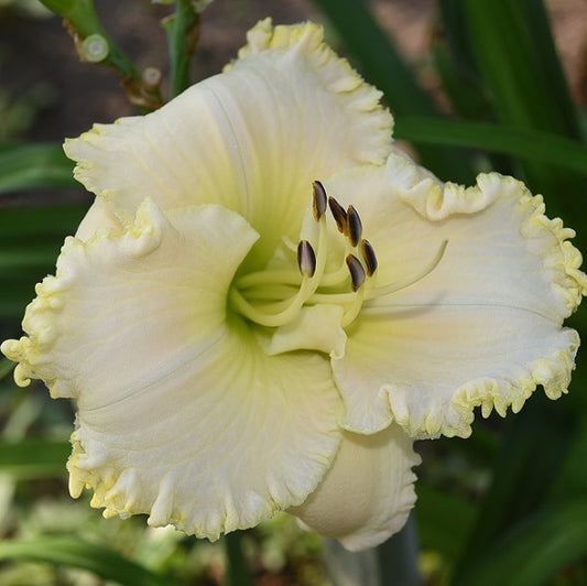Apple Blossom White daylily from Sterrett garden that is near white with ruffled gold edge and fragrant