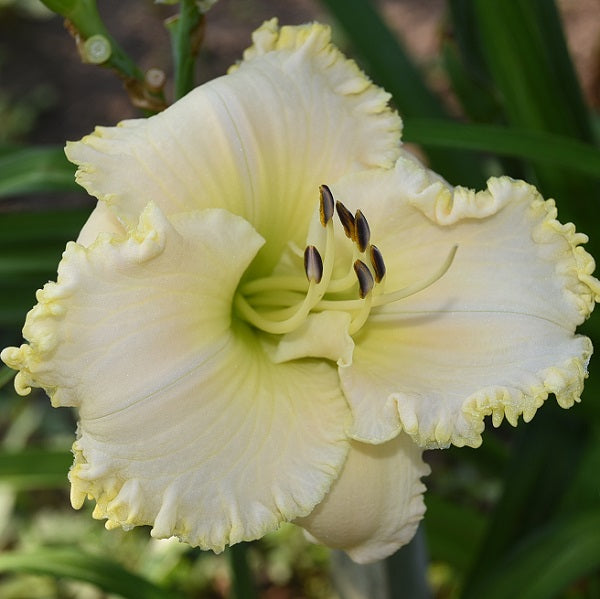 Apple Blossom White near white daylily from Sterrett Gardens with ruffled gold edge and fragrant