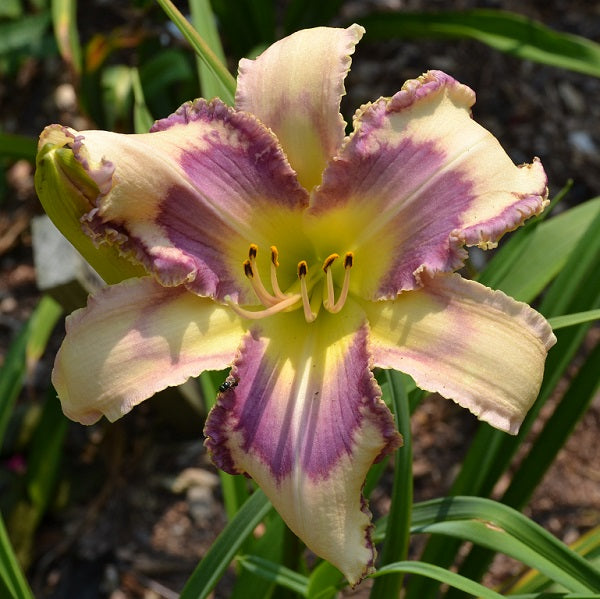 Ashville White Winged Dove daylily from Sterrett Gardens that is midseason, cream lavender with patterned eye, triple edge