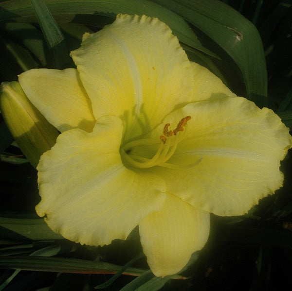 Atlanta Moonlight daylily from Sterrett Gardens that is midseason, light yellow