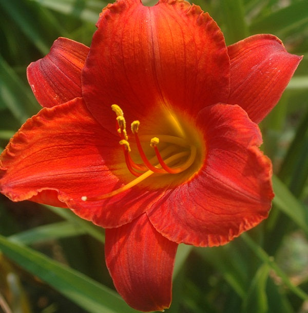 Augie Lombard daylily from Sterrett Gardens that is very late, red blend