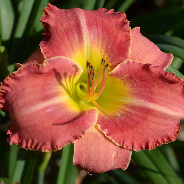 August Sunset daylily from Sterrett Gardens that is late, light red with darker eye