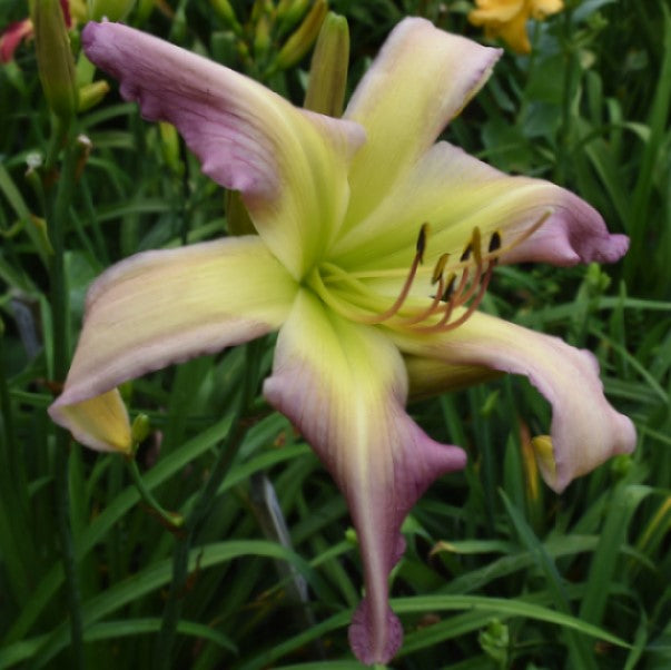 Awakening Wind daylily from Sterrett Gardens that is early-midseason unusual form (Cascade) orchid lavender