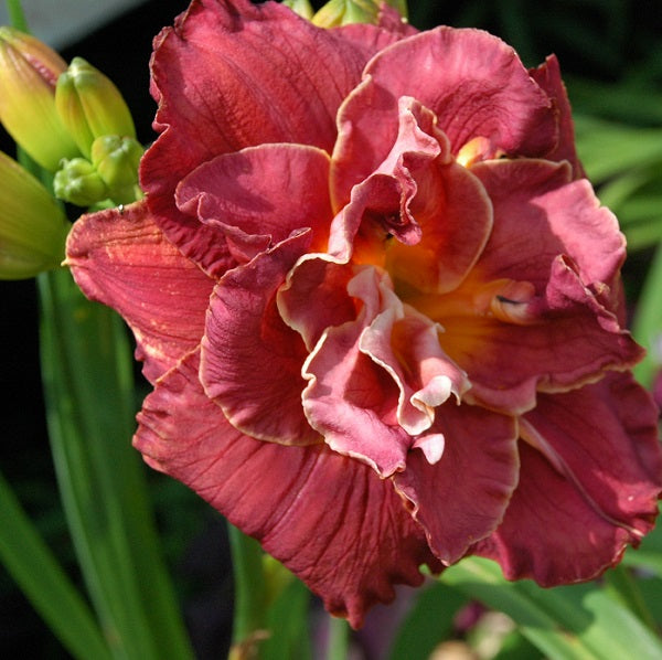B.J. and Ed is an early midseason magenta daylily from Sterrett Gardens with black wine eye and edge, double(100%)