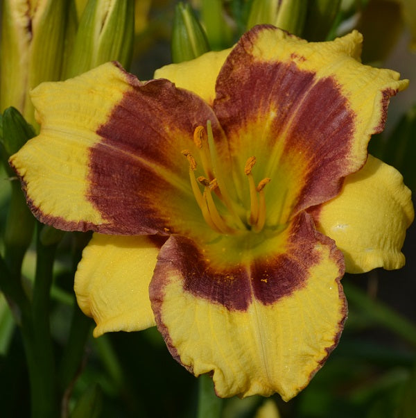 Baby Dragon is a midseason small dark red daylily from Sterrett Gardens has a darker eye, green yellow throat, unusual form (Cascade),fragrant