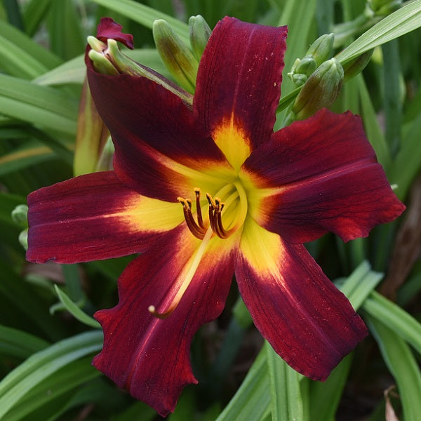 Baby Boomers Baby daylily from Sterrett Gardens that is early midseason cream with purplish red eye and fragrant