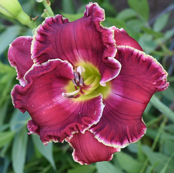 Bad Medicine daylily from Sterrett Gardens that is early-midseason, cranberry purple blend with lighter watermark and white edge, fragrant