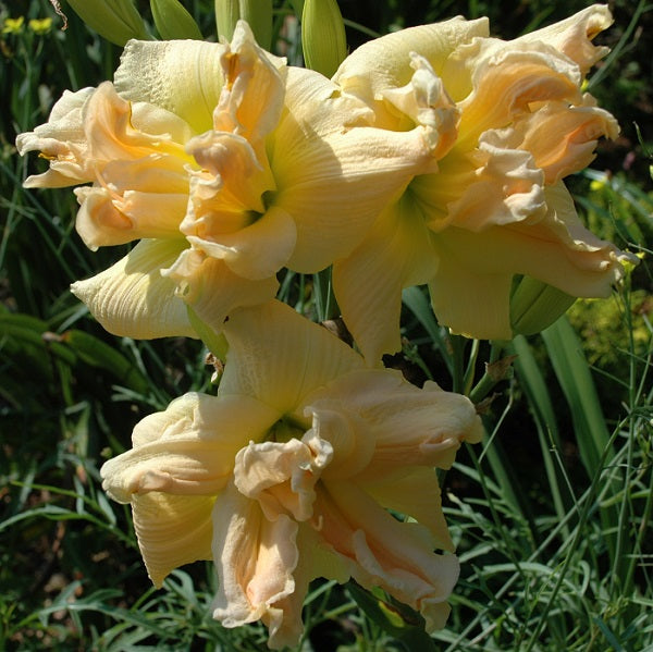 Banana Cream Cupcake daylily from Sterrett Gardens that is mideseason, banana cream blend, fragrant and double
