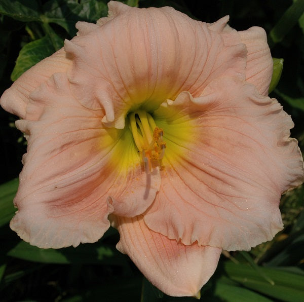 Barbara Mitchell daylily from Sterrett Gardens that is mideason, pink self awarded Stout medal in 1992