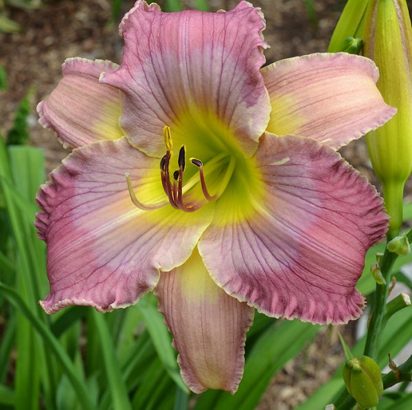Barbara Nickel daylily from Sterrett Gardens that is mid-late, purple veined lavender bitone, light lavender watermark