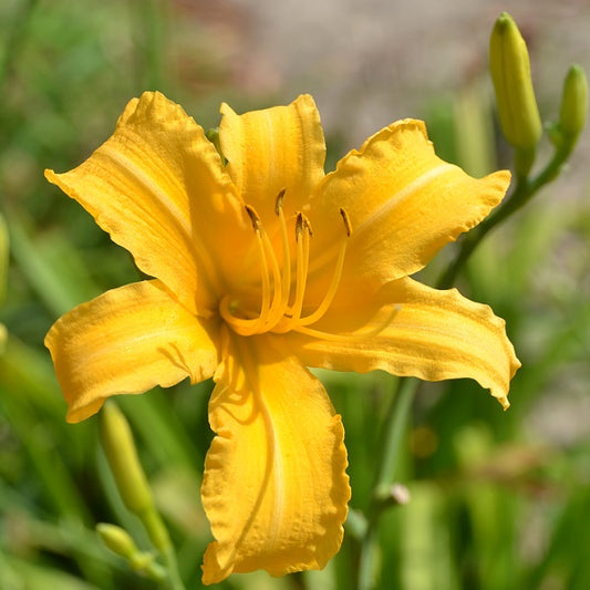 Barbara daylily from Sterrett garden that is very late, buff cream yellow, fragrant
