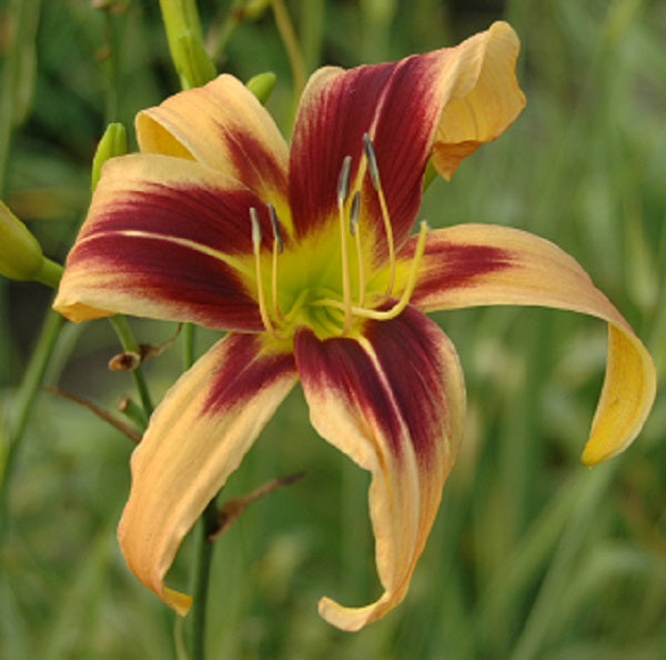 Bat Signal daylily from Sterrett Gardens that is early-midseason unusual form (Crispate), cream with purple eye form( cream with purple eye