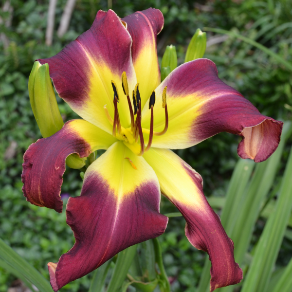 Baughston Hornswaggler daylily from Sterrett Gardens that is mid-late unusual form (Spatulate), purple with light red eye, purple