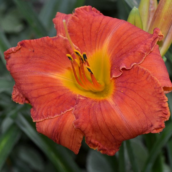 Beach Bonfire daylily from Sterrett Gardens that is late, orange red with wire gold edge