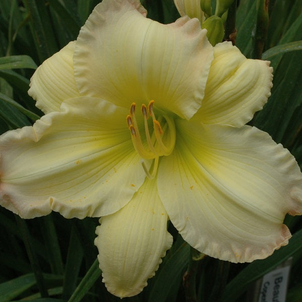 Beautiful Edgings daylily from Sterrett Gardens that is midseason, cream, rose edge, Lenington All-American Award 2006
